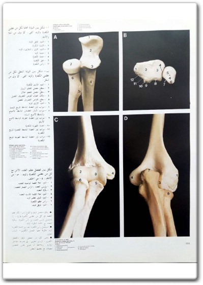 كتاب أطلس ملون لتشريح جسم الإنسان A Colour Atlas of Human Anatomy - تأليف ر. م. ه. ماكمين (3)