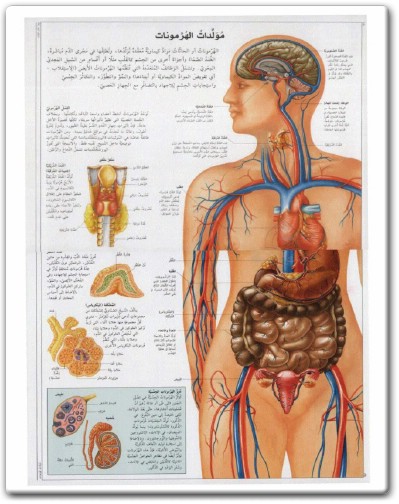 كتاب موسوعة جسم الإنسان الشاملة - تأليف أحمد شفيق الخطيب (3)