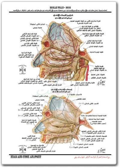 كتاب أطلس تشريح الإنسان تشريح الرأس والعنق PDF تأليف فرانك ه. نيتر (1)