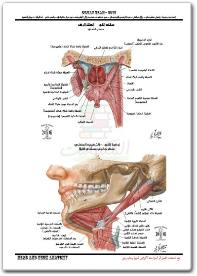 كتاب أطلس تشريح الإنسان تشريح الرأس والعنق PDF تأليف فرانك ه. نيتر (3)