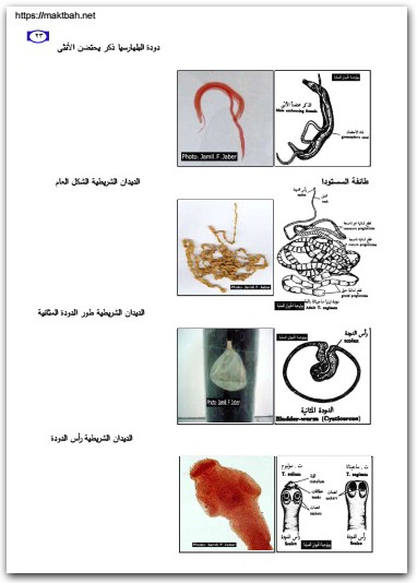 كتاب دليل الطالب للشرائح والعينات في علم الأحياء الجزء 1 الحيوان العام - تأليف جميل فوزي جميل جبر (3)