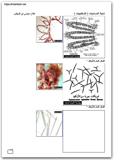 كتاب دليل الطالب للشرائح والعينات في علم الأحياء الجزء 3 أوليات ولافقاريات - تأليف جميل فوزي جميل جبر (1)